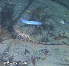 Spratelloides robustus