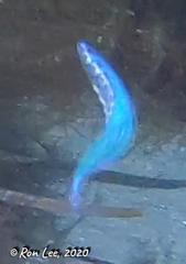 Spratelloides robustus