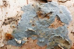 Byssocorticium atrovirens