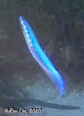 Spratelloides robustus