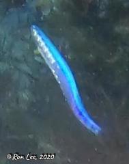 Spratelloides robustus