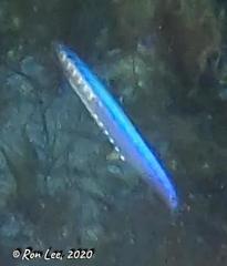 Spratelloides robustus