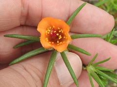 Portulaca suffrutescens