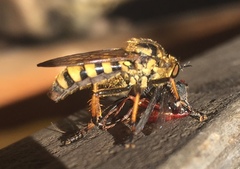 Callinicus pollenius