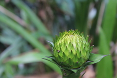 Guzmania triangularis