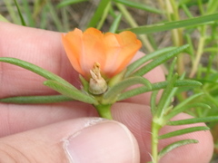 Portulaca suffrutescens