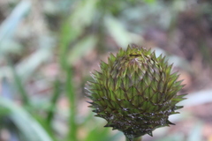 Guzmania triangularis