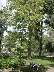 Platanus mexicana