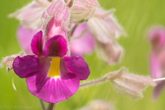 Proboscidea louisianica fragrans