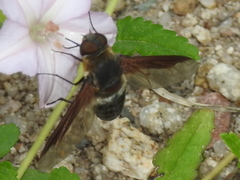 Exoprosopa rostrifera