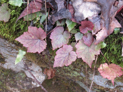 Tiarella stolonifera