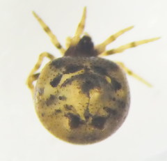 Phoroncidia paradoxa