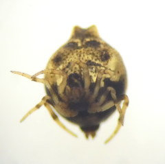 Phoroncidia paradoxa