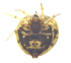 Phoroncidia paradoxa