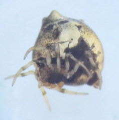 Phoroncidia paradoxa