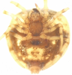 Phoroncidia paradoxa