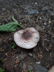 Fungi
