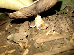 Fungi