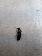 Coleoptera