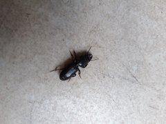 Coleoptera