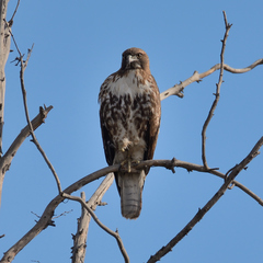Buteo jamaicensis calurus