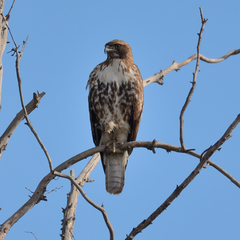 Buteo jamaicensis calurus