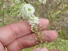 Lepidium thurberi