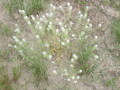 Lepidium thurberi