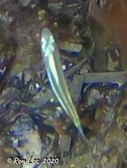 Atherinosoma elongatum