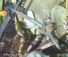 Atherinosoma elongatum