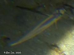 Atherinosoma elongatum
