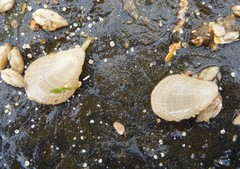 Magellania flavescens