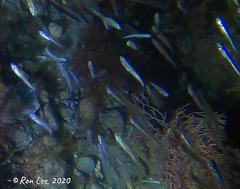 Atherinosoma elongatum