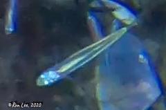 Atherinosoma elongatum