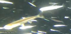 Atherinosoma elongatum