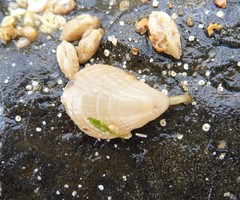 Magellania flavescens