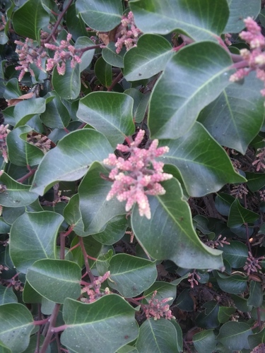 iNaturalist observation photo of sugar bush