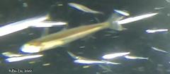 Atherinosoma elongatum