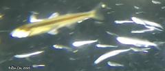 Atherinosoma elongatum