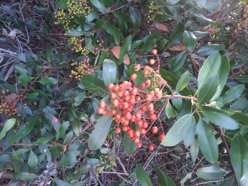 iNaturalist observation photo of Toyon