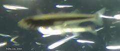 Atherinosoma elongatum