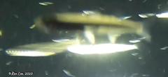 Atherinosoma elongatum