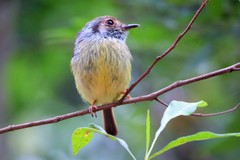 Myiornis auricularis