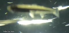 Atherinosoma elongatum