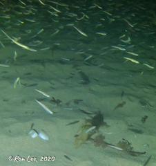 Atherinosoma elongatum