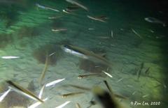 Atherinosoma elongatum