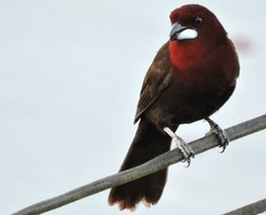 Ramphocelus carbo