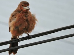 Ramphocelus carbo