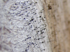 Chaenothecopsis debilis