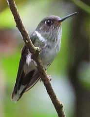 Phlogophilus hemileucurus